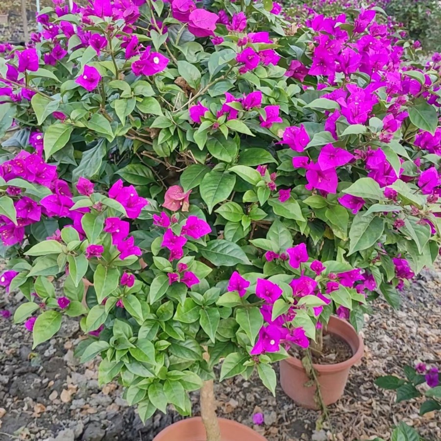 贵州四川重庆勒杜鹃15冠幅勒杜鹃20冠幅勒杜鹃25冠幅勒杜鹃30冠幅