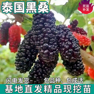 һ�����l ̩����ɣ�ؘ����ϱ������Ե��ԷNֲ�����ش�޽�ɣ�ؘ�