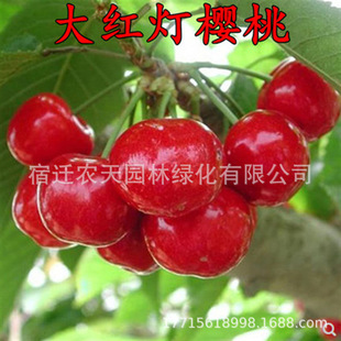 ���|�޽��ش󿹺��t��Ů܇���ә��Ҙ����ϱ���ͥԺ�̨�Nֲ������
