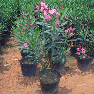 Bougainvillea Saplings Potted Greening Seedlings Courtyard Potted Bougainvillea Green Plants Ground Planting Willow Leaves Peach Bougainvillea Green Hedge