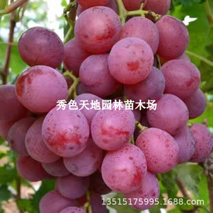 �޽�����t������������t�����٘��m�o�Ѽt�����ј����ϱ����Nֲ