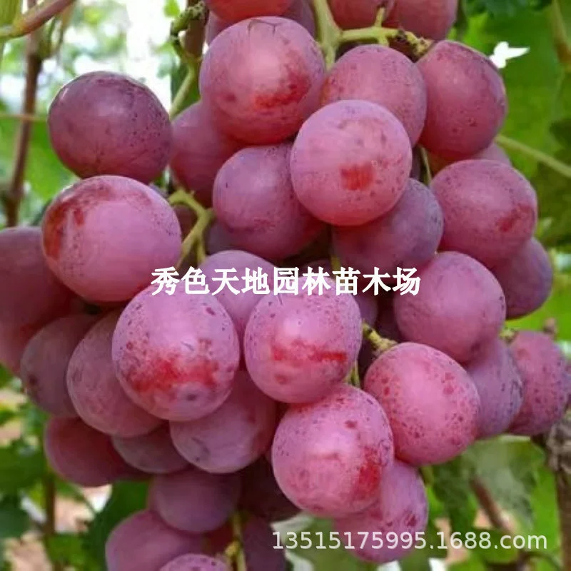 Саженцы раннеспелого красного винограда Баладо, саженцы красного дерева Баладо, саженцы красного винограда без косточек, посаженные на севере и юге.