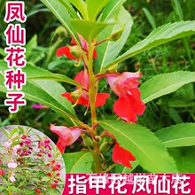 凤仙花种子指甲花籽四季易种阳台盆栽花卉种孑重瓣茶花凤仙种籽子