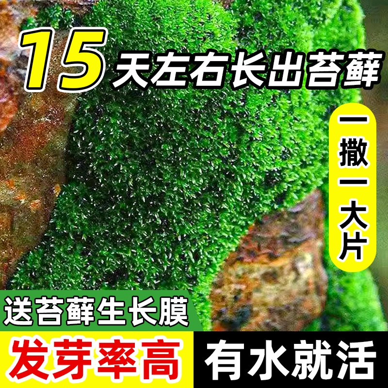 苔藓孢子粉四季鲜活青苔绿植短绒吸水石种子微景观盆景造假山草籽