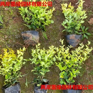 Kikuyu Ligustrum Seedling Base Supplies Greening Seedlings, Yellow Leaf Ligustrum Balls, Engineering Seedlings, Courtyard Landscape Plants Wholesale