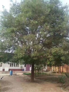 �������l ���� ��Ʒ��� ��������r�� ���� �@�־��^�е���