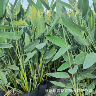 Calamus Flower, Cultivated in Qingzhou, Used for Wetland Greening, Landscape Aquatic Plant