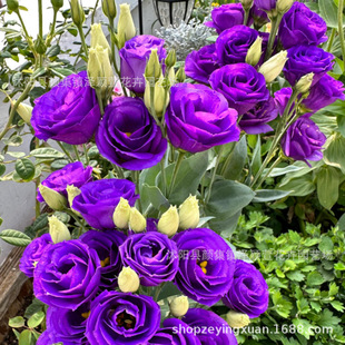 Wholesale Lisianthus Flower Seeds for Sowing in All Seasons, Easy to Survive and Bloom, Indoor and Outdoor Potted Rose Seeds