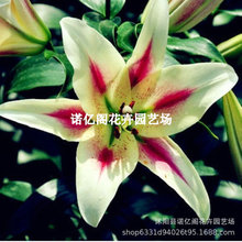 香水百合花种球盆栽浓香型花卉可食用百合花苗子阳台庭院耐寒绿植