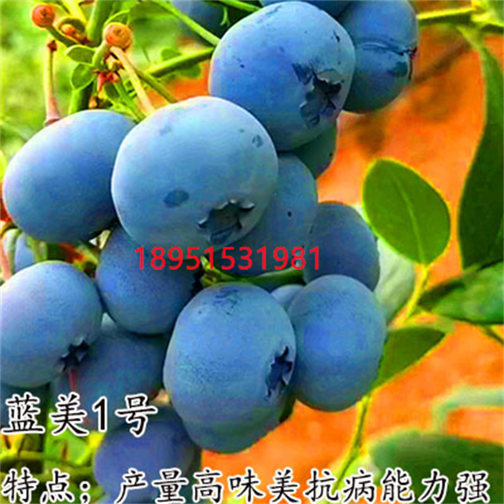 O1CN01VVg2xj2GM3I7tkUJi_!!2212