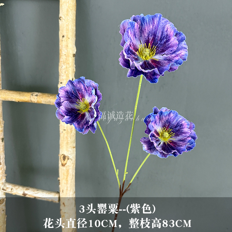 보라