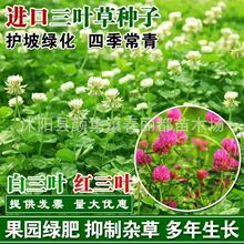 春丽都种业果园绿肥红白三叶草籽白三叶草种子牧草跨境出口推荐