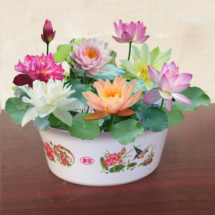 ��ɏˮ��ֲ��˯ɏ�N�ɻ��N�����ļ��_������ˮ�Bֲ���҃Ȼ��ܺ��B