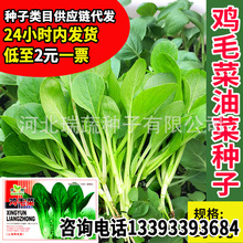 华煜鸡毛菜种子厂家批发小油菜小白菜种籽速生四季菜园阳台青菜孑