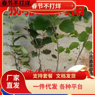 一件代发嫁接猕猴桃苗红心徐香软枣猕猴桃树苗地栽当年结果南北方