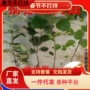 嫁接地栽猕猴桃软枣树苗