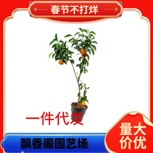 ���@�������N�����Ә������Ե���ͥԺ�ļ��Nֲ����Y������������