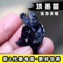 ��ˮ��������ˮ���^�p��������ȫ��ī�����w���BС���ī�ڸ�����