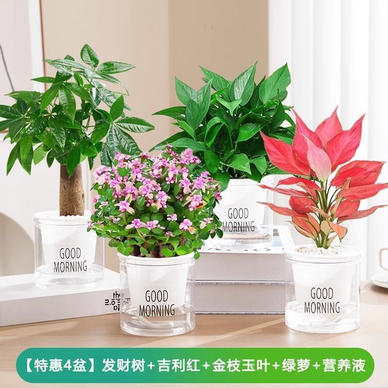 [특별 제공 화분 4개] 돈나무/길리 레드/황금 가지와 옥잎/포토스