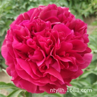 ��ș�����ļ��׻����������ֲ���҃�����ͥԺ������ș�����K��ѿ