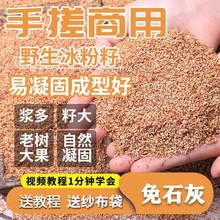 四川野生天然手工凉粉籽爱玉籽木瓜籽木莲籽冰粉籽免石灰薜荔籽批