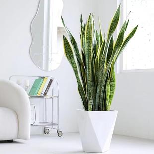 Large Phnom Penh Tiger Orchid Silver Wheat Tiger Tail Orchid Indoor Formaldehyde Absorbing Air Purifying Living Room Green Plants Potted Florals