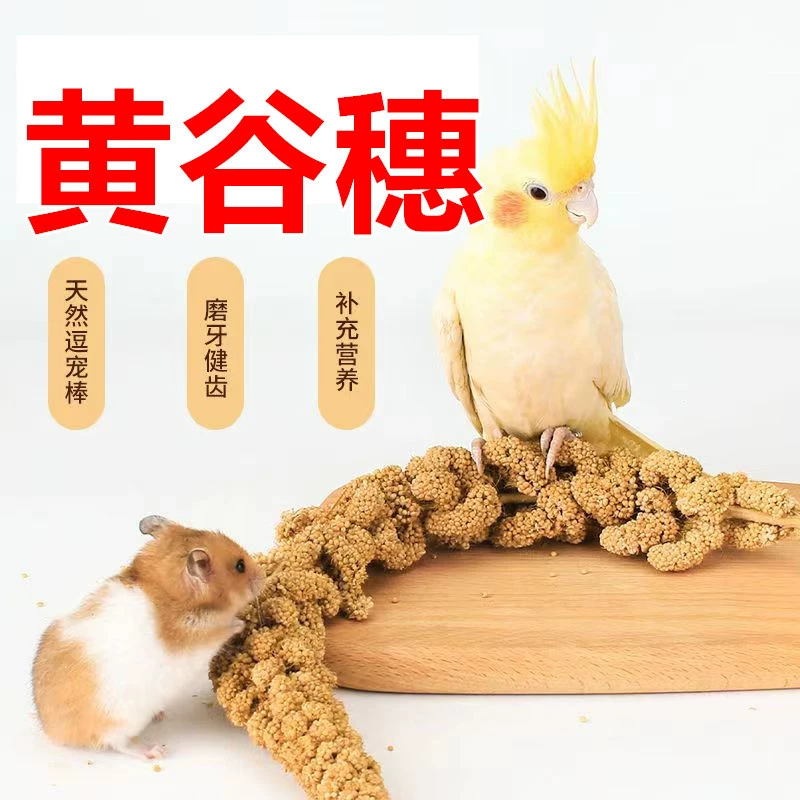 Попугай, закуска, палочка, колосья пшеницы, колосья, зерно, корм для птиц