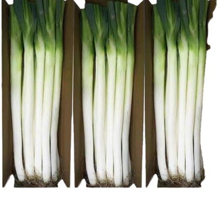 ���ЙC�J�C�� ���]ɽ�|���[�F�U���r���[��ë�[3��F���߲�ȥ���{