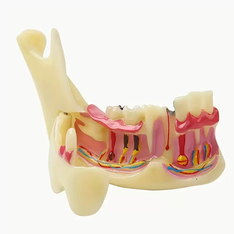 下颌骨组织分解模型口腔护理训练模型下颌骨组织训练模型