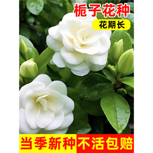 �d�ӻ��N�ļ����N�_��ֲ���׻������҃����⻨�ѻ��N���ѻ��ܷN��