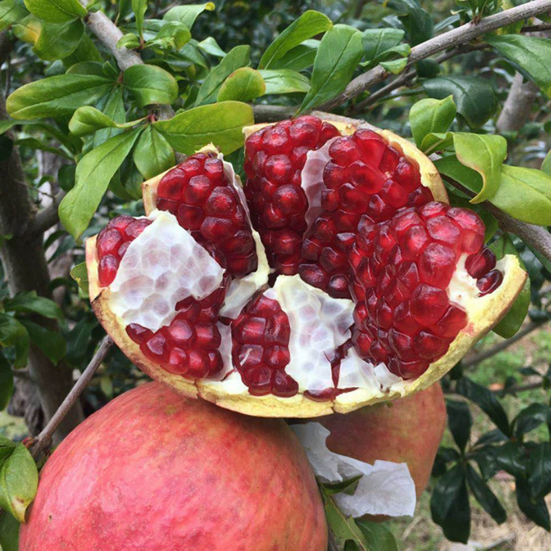 База оптом мягкие семена саженцы Красного граната саженцы граната в горшках Аутентичные Тунисские мягкие семена саженцы граната без косточек