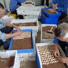 �������ܾ��������{������������������һ�����l���lС�����w