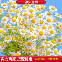 洋甘菊种子四季植物开花易活室内外盆栽花卉白晶菊小雏菊花种籽子