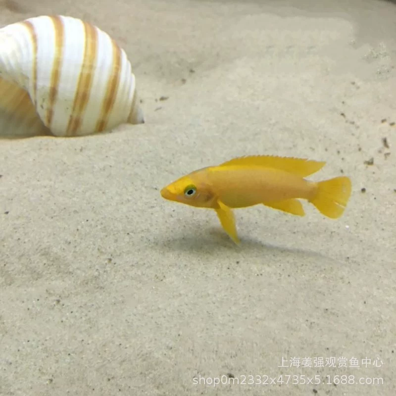 Желтый Парус Райская Птица Три Озера Цихлиды Жемчужная Бабочка Тан Цихлиды Желтая Райская Птица Три Озера Тропические Рыбы Декоративные Рыбы Живые