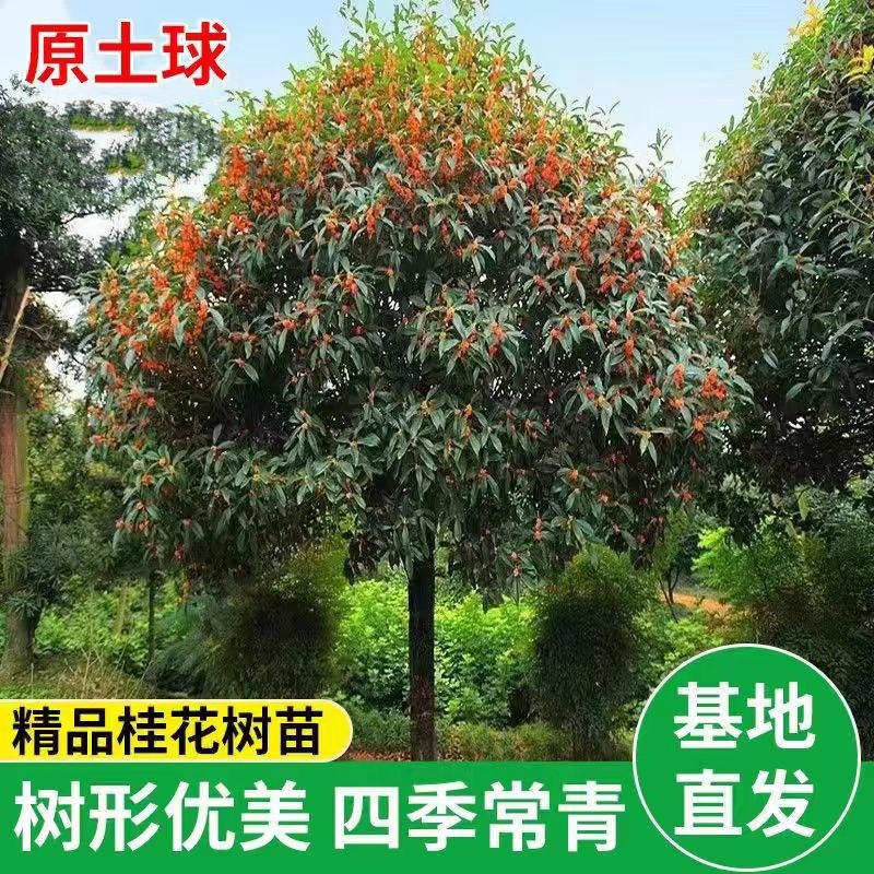 大型桂花树苗八月黄金桂丹桂庭院别墅地栽盆栽植物耐寒四季桂绿化