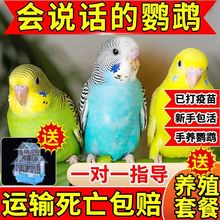 会说话的鹦鹉虎皮鹦鹉活宠物鸟活体鸟牡丹鹦鹉纯手养鹦鹉玄凤鹦鹉