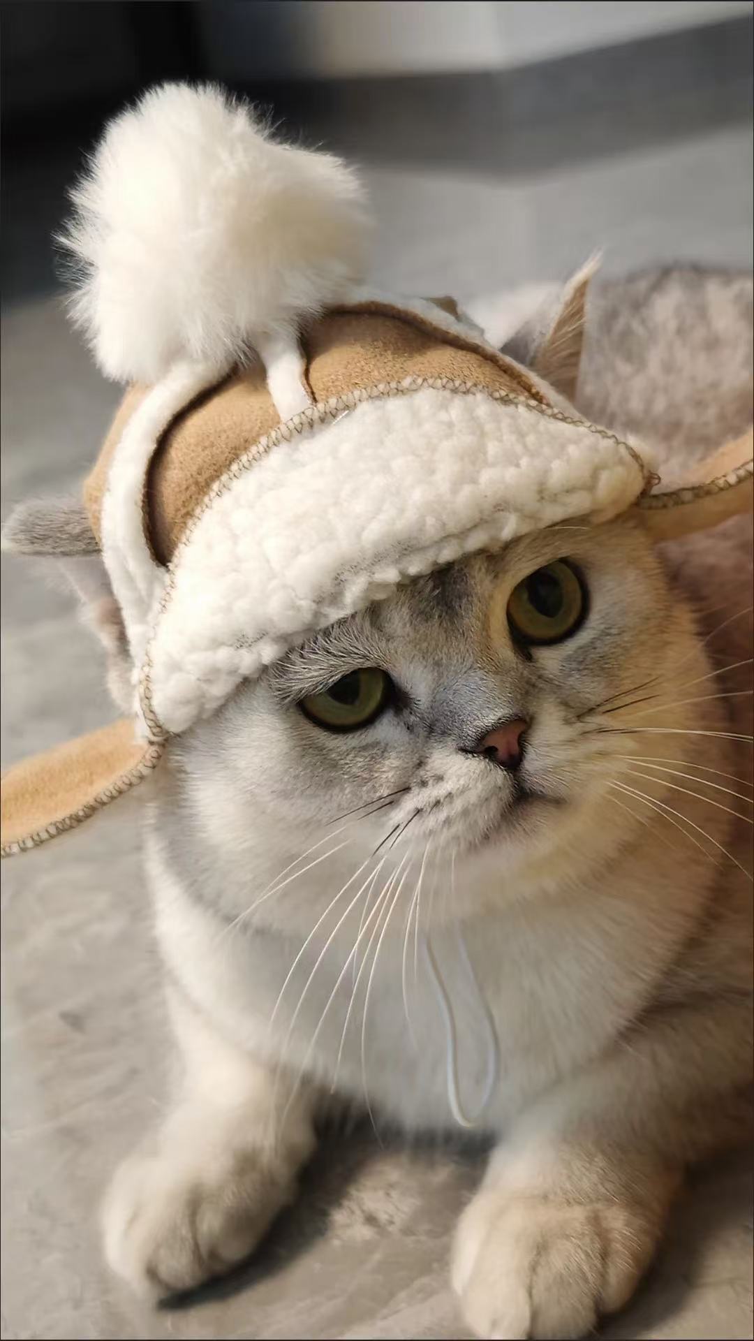 Sombrero de lana para mascotas pequeños, orejas expuestas, abrigo para invierno y otoño, ideal para French Bulldog y Pug