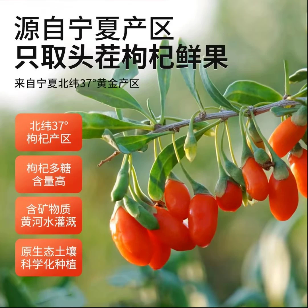 Dried Goji Berries 250g Jar Ningxia Zhongning Gou Qi Zi Unsulfured Premium Goji Fruit specifications
