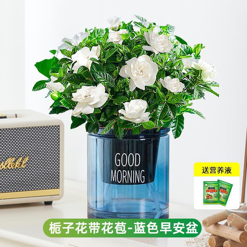 부티크 90#싹이 있는 치자나무(파란색 굿모닝 화분) + 영양액