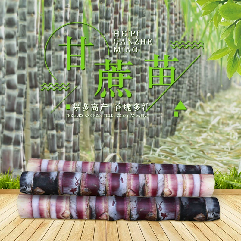 Оптовая продажа чернокожих саженцев сахарного тростника Гуанси на складе, 100 штук в пакете, легко выращиваются на севере и юге, саженцы сахарного тростника Гуйер, сопровождающее посадка