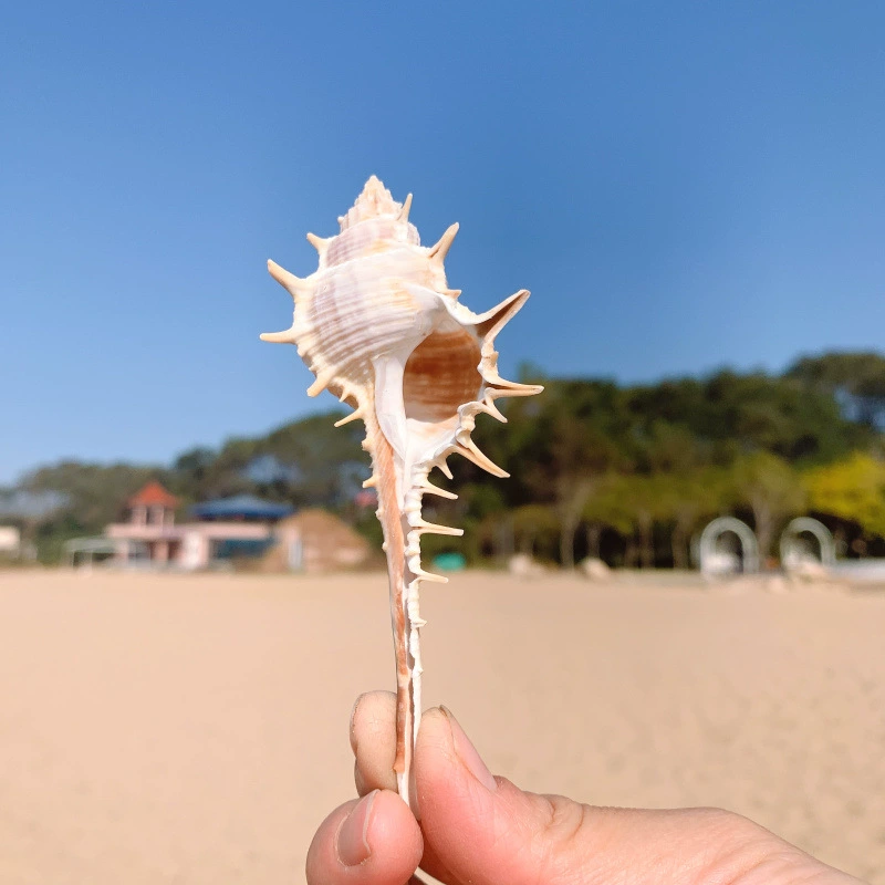 Witch bone snails natural conch shell threading snail bone snail shooting props floor fish tank decoration decoration