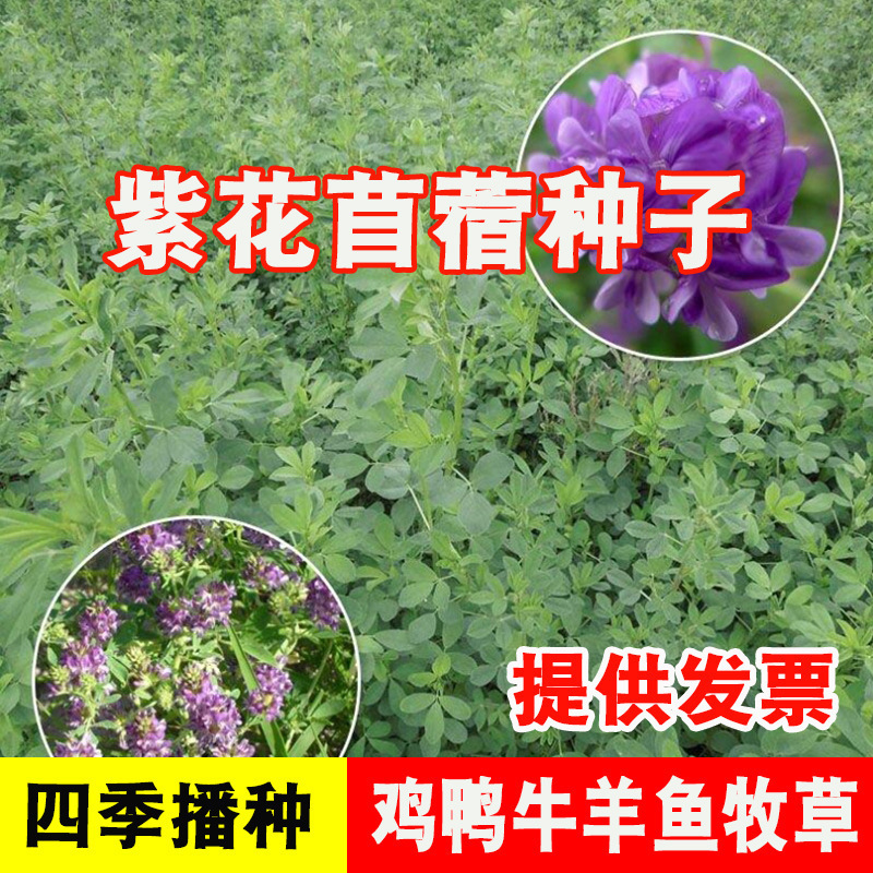 【跨境供货】黑麦草种籽子种四季多年生耐寒牧草种子畜牧养殖草种