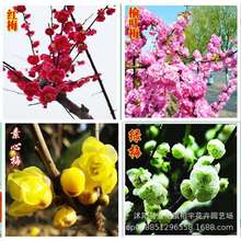 ÷����޽�÷�����綬�������D÷ԭ���t÷�����t÷