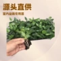 品种基地大花植物穴盘苗