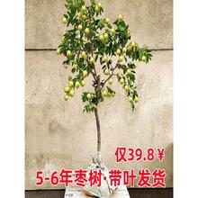 ������籱��������z�����Ե��԰�����������ش��Ϸ��Nֲ������