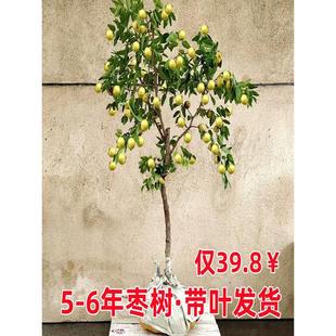 ������籱��������z�����Ե��԰�����������ش��Ϸ��Nֲ������