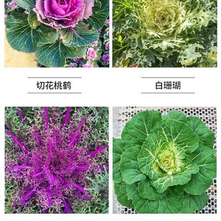 ��ɫ���¸��{�N���ļ��߲˷N���ͺ����^�p��ʳ�àI�B�S���̨����