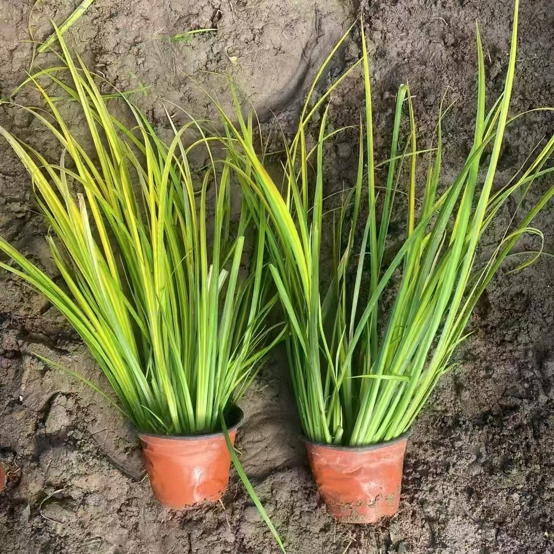 基地直供金叶石菖蒲 水菖蒲 水体绿化植物 金边菖蒲品种齐全