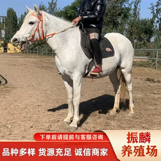 大型马匹养殖场批发品种马 伊犁马 骑乘马 拉车马匹 纯血马