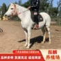 伊犁品种大型拉车马匹